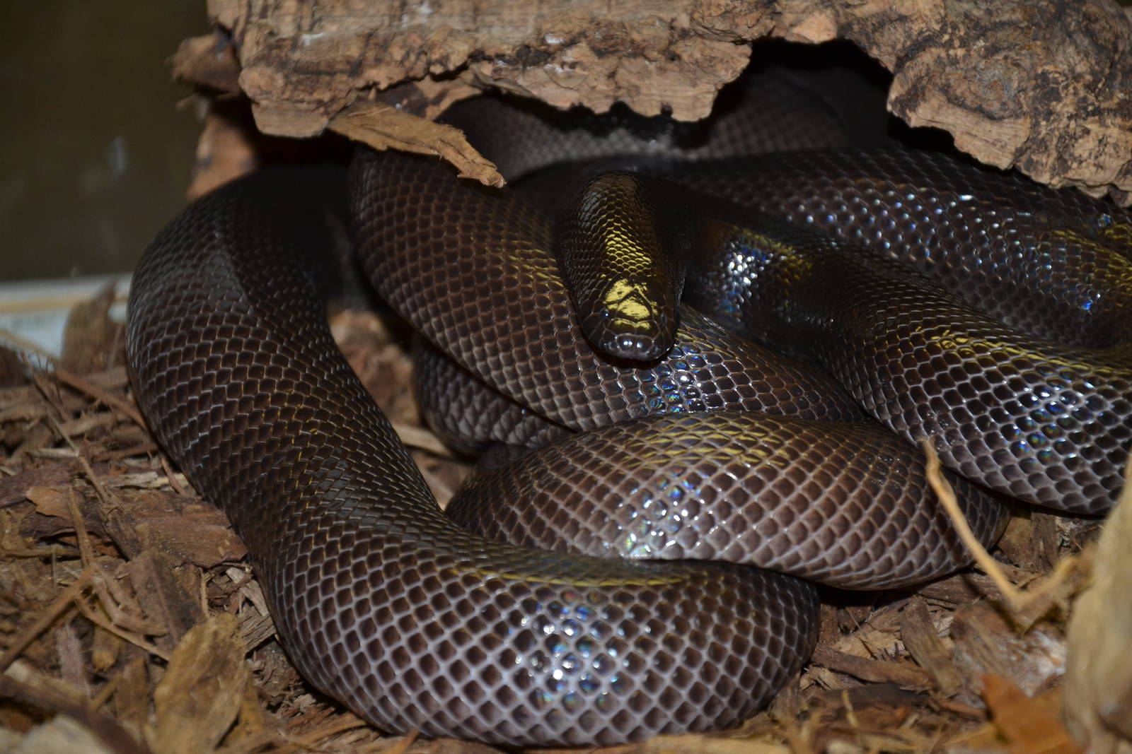 Kentucky Reptile Zoo