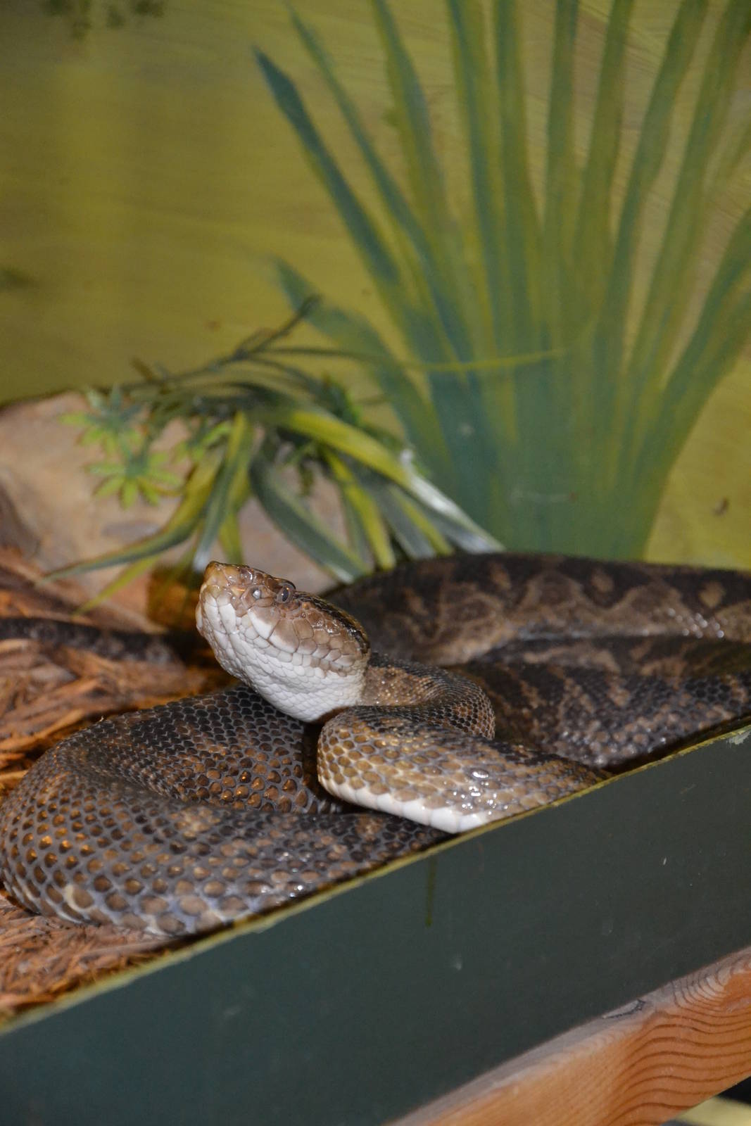 Kentucky Reptile Zoo