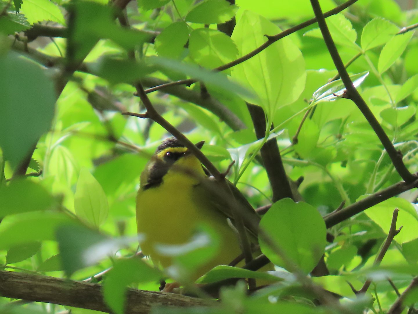 Kentucky Warbler (Geothlypis formosa)