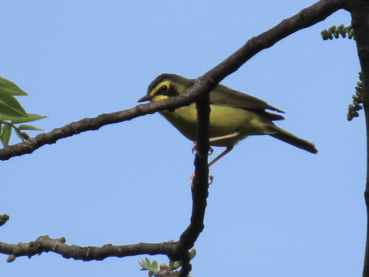 Kentucky Warbler (Geothlypis formosa)