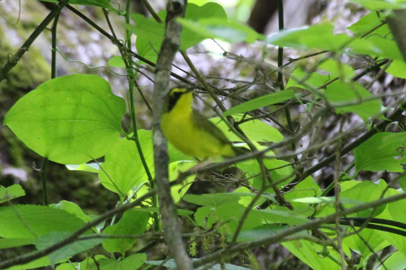 Kentucky Warbler