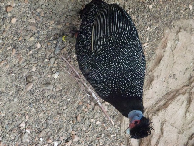 Kenya crested guinea fowl 27.6.13