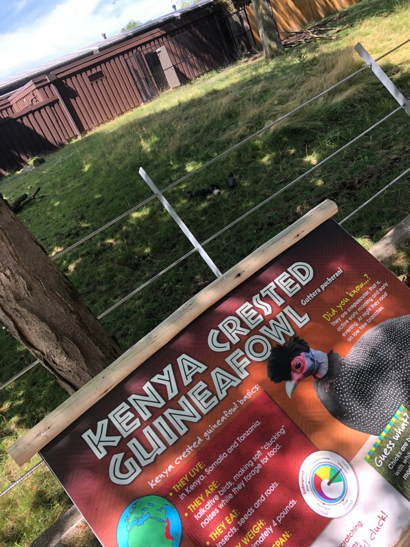 Kenya Crested Guinea Fowl with Sign