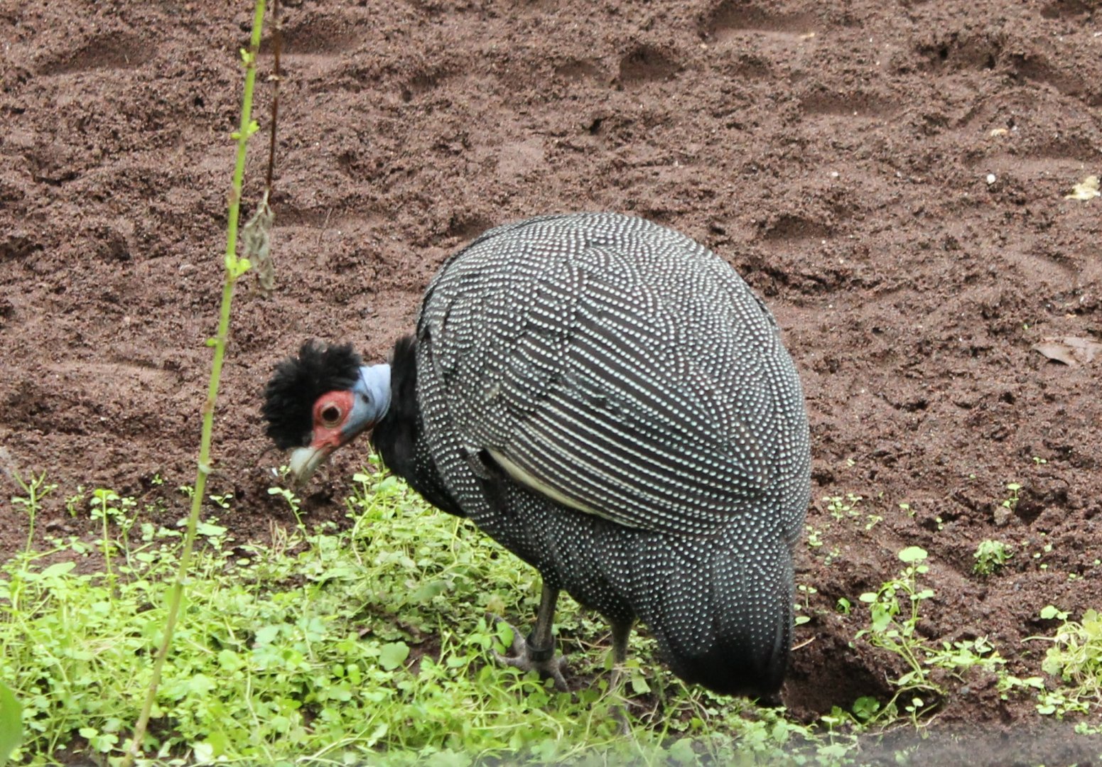 Kenya crested guinea-fowl
