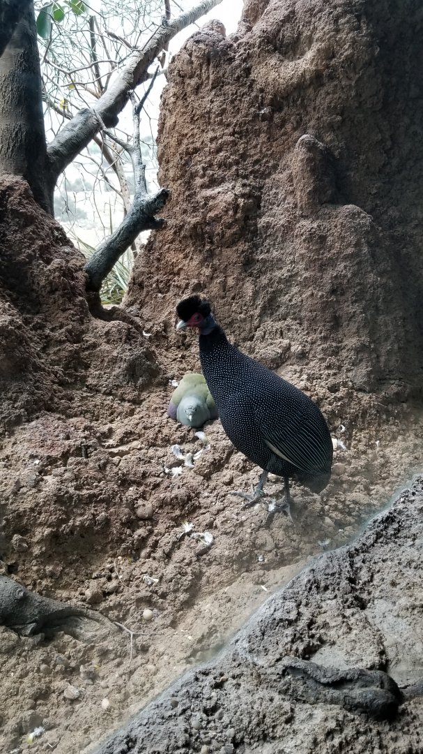 Kenya Crested Guineafowl, Bruce's Green Pigeon