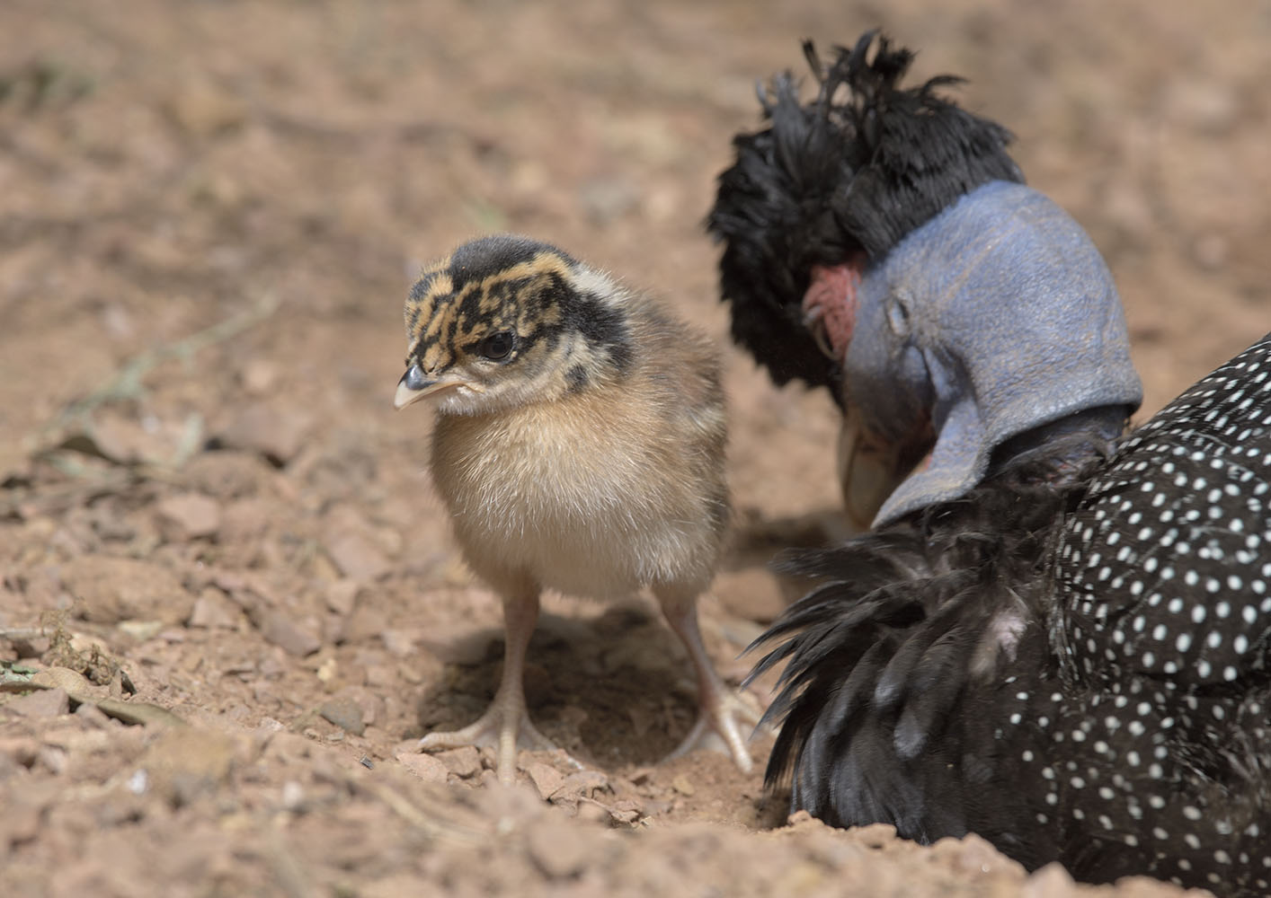 Kenya crested guineafowl chick