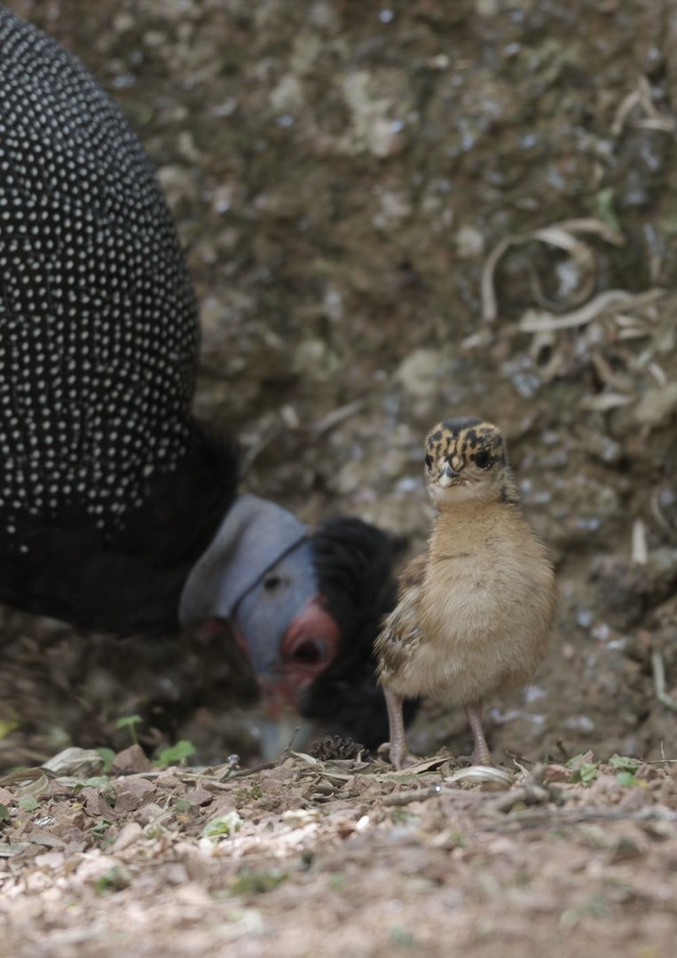 Kenya crested guineafowl chick