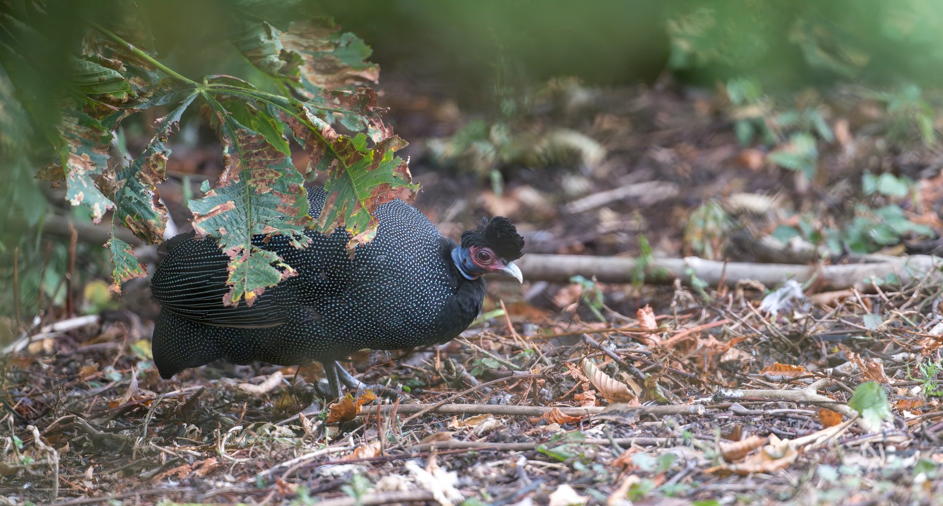 Kenya Crested Guineafowl, CWP, UK