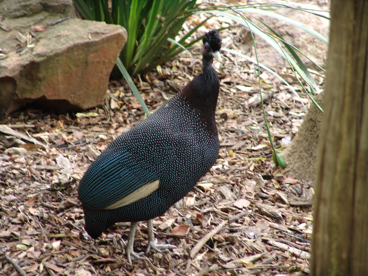 Kenya Crested Guineafowl (Guttera pucherani pucherani)