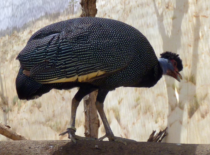 Kenya crested guineafowl (Guttera pucherani)