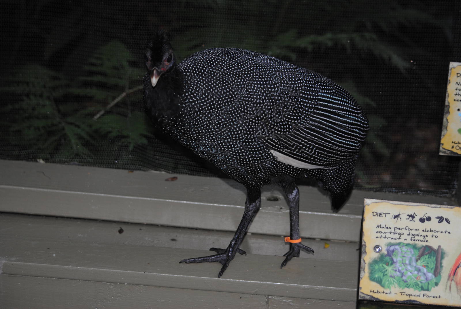 Kenya Crested Guineafowl