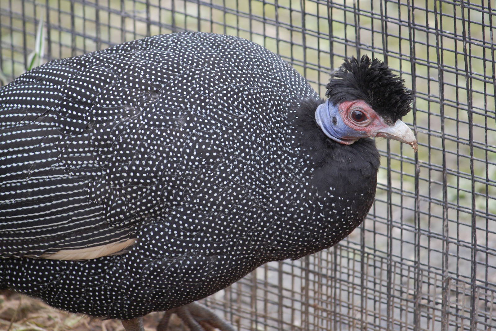 Kenya crested guineafowl