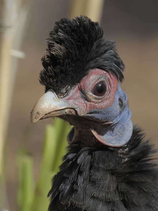 Kenya crested guineafowl