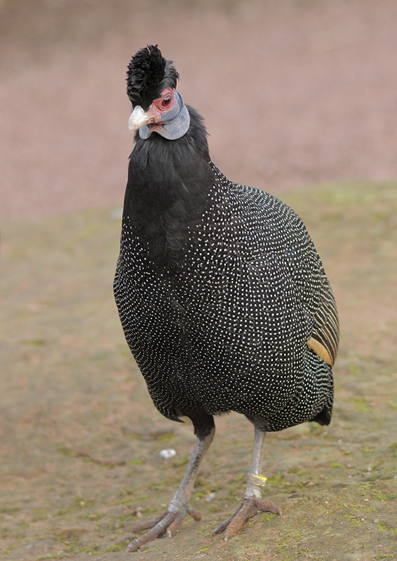Kenya crested guineafowl