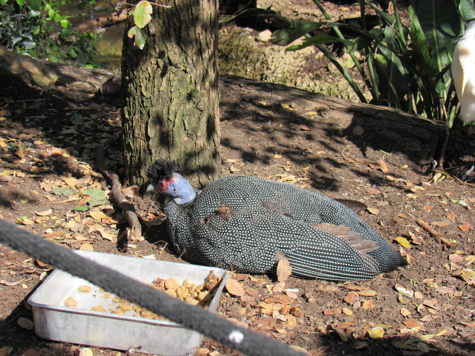 Kenya Crested Guineafowl