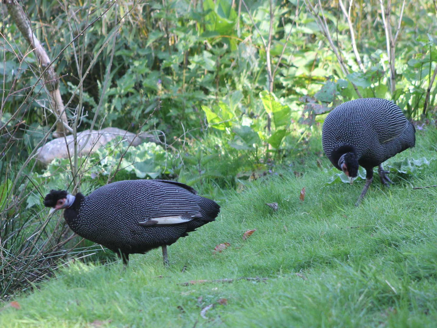 Kenya crested guineafowl
