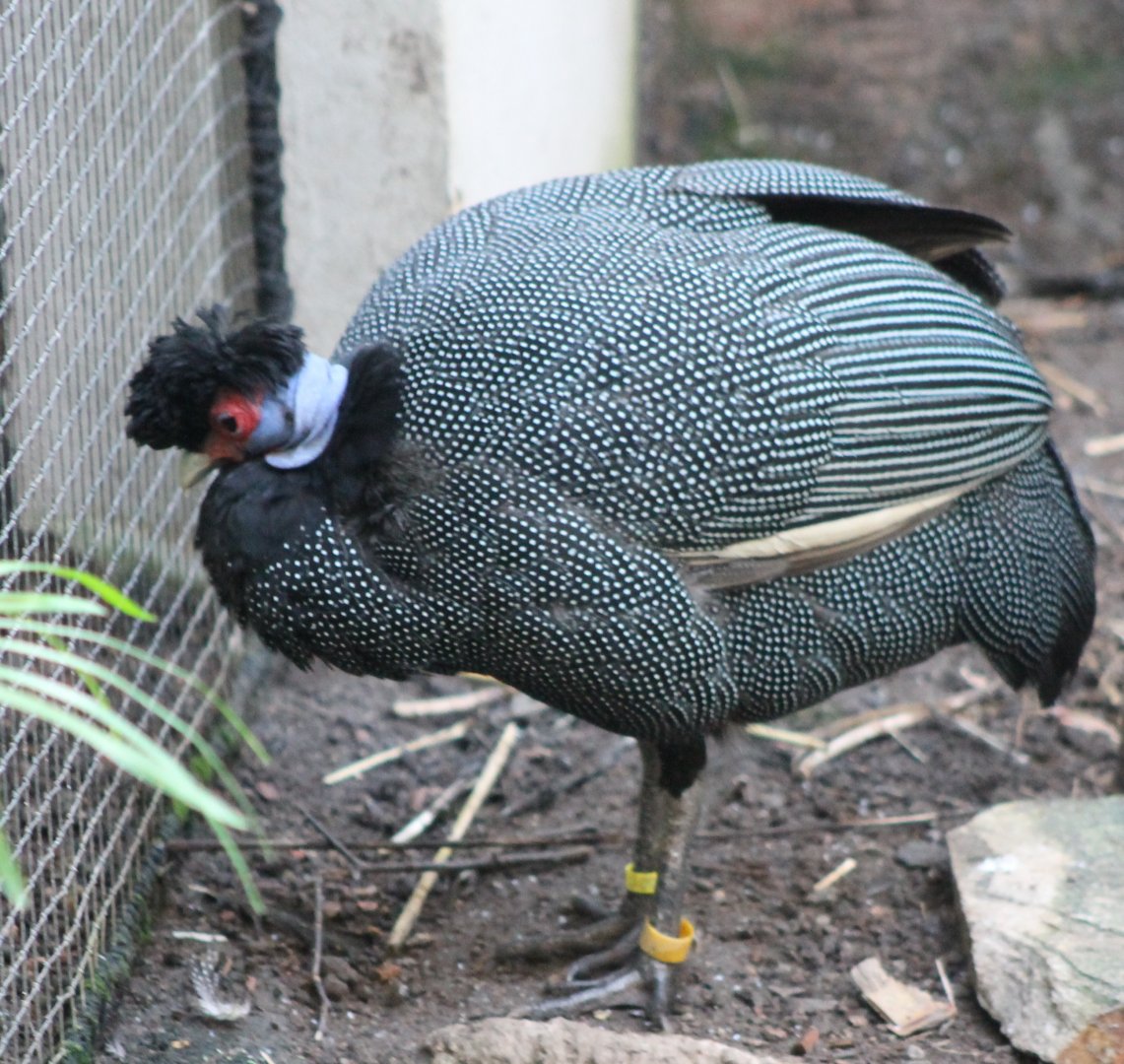Kenya crested guineafowl