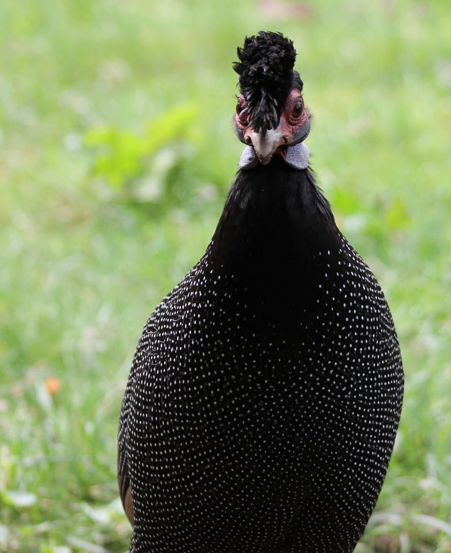 Kenya crested guineafowl