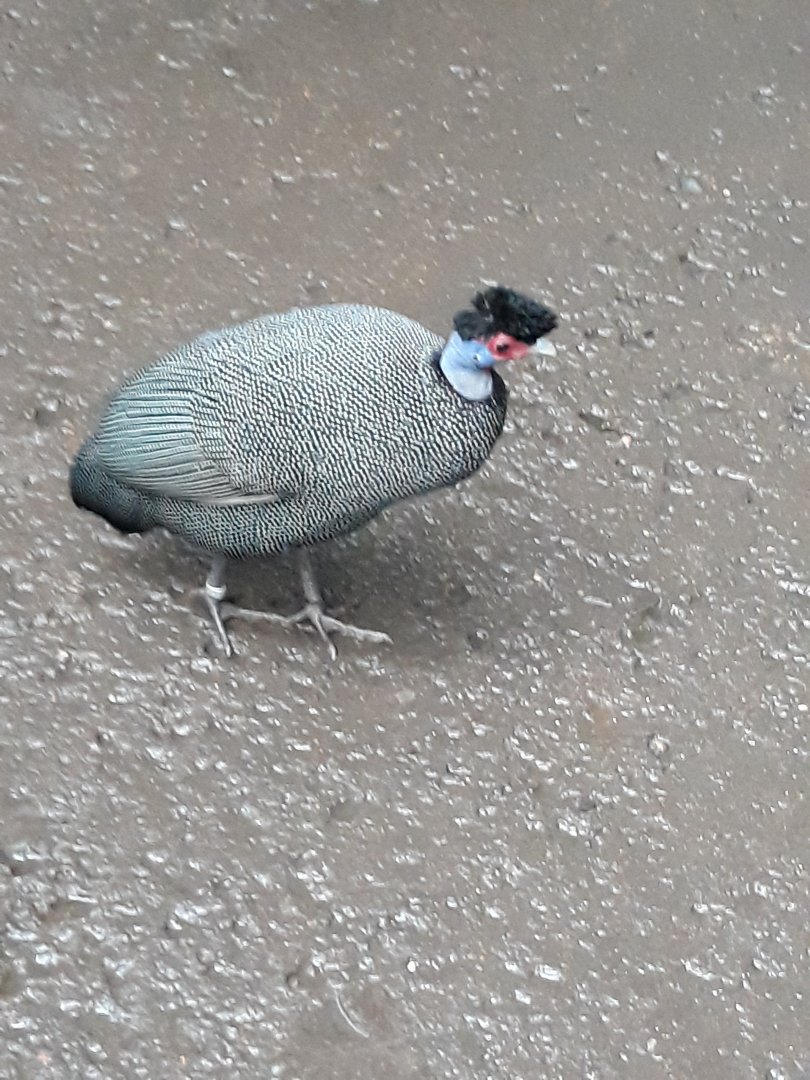 Kenya crested guineafowl