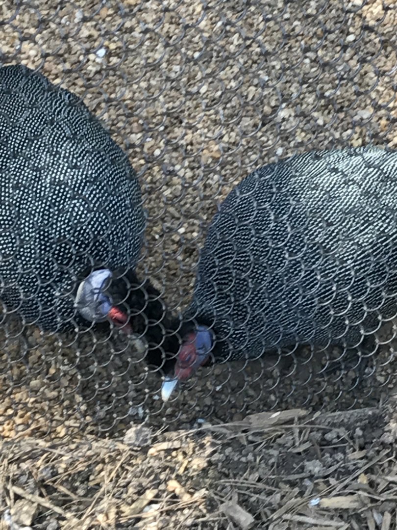 Kenya crested guineafowl