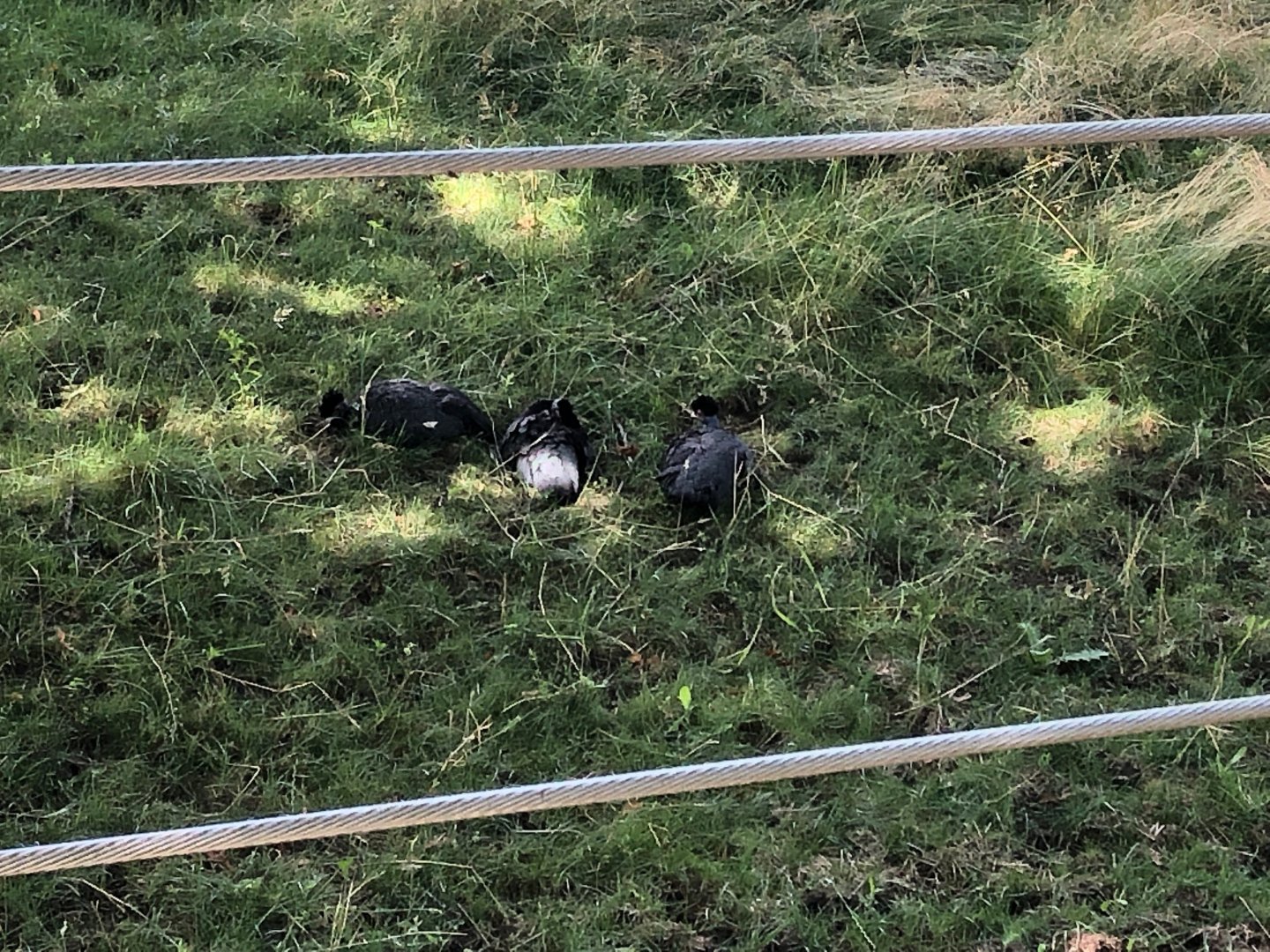 Kenya Crested Guineafowl