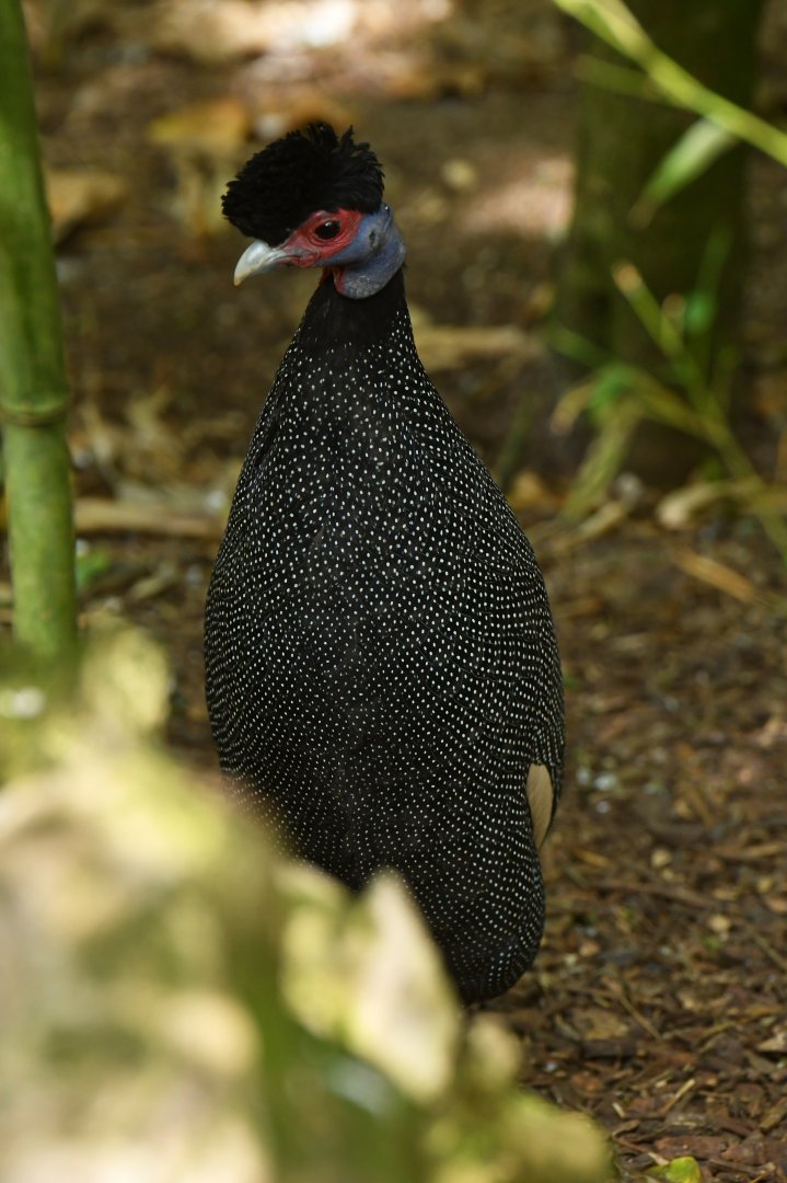 Kenya Guineafowl (Guttera pucherani)