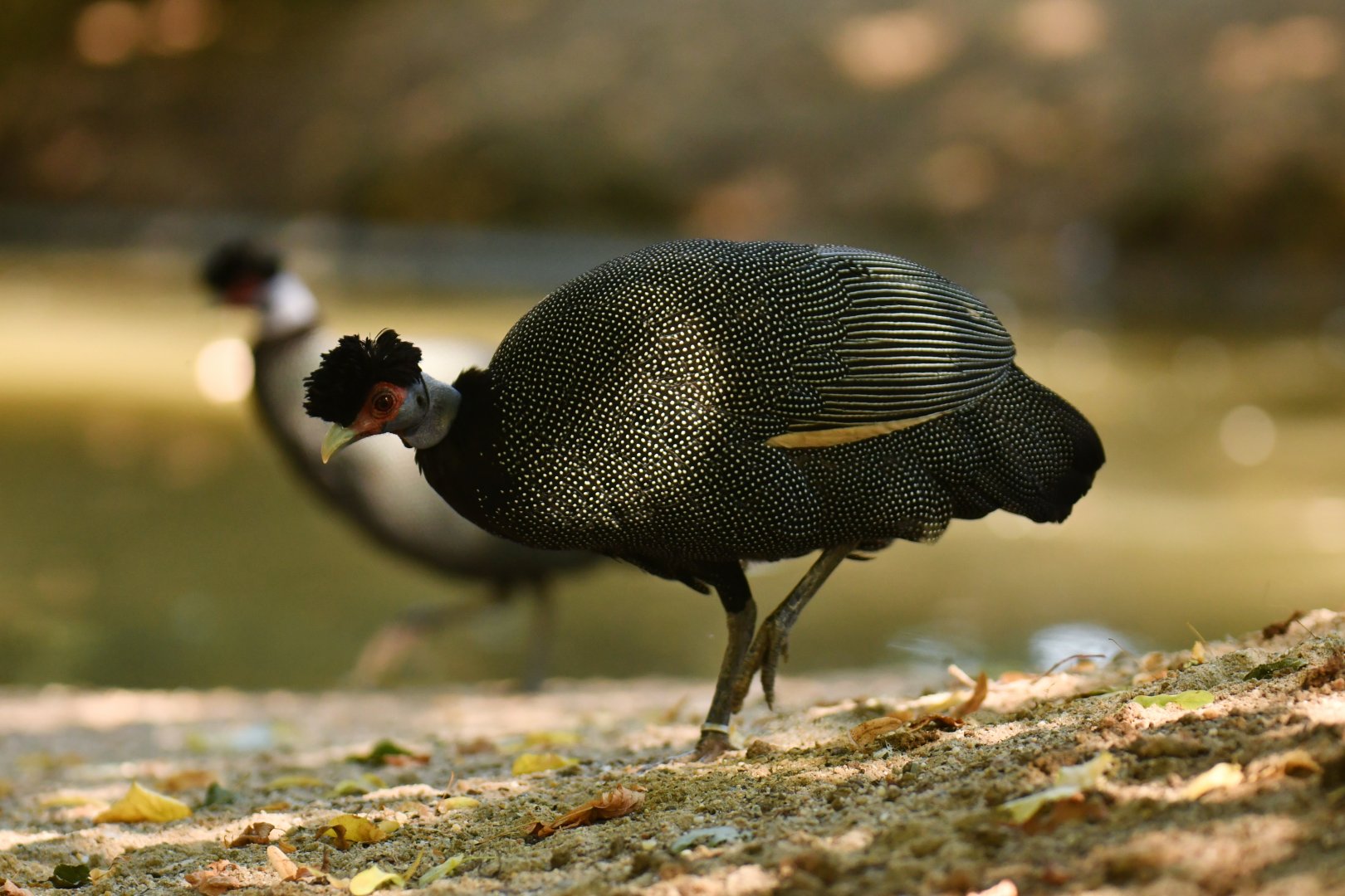 Kenya Guineafowl Guttera pucherani