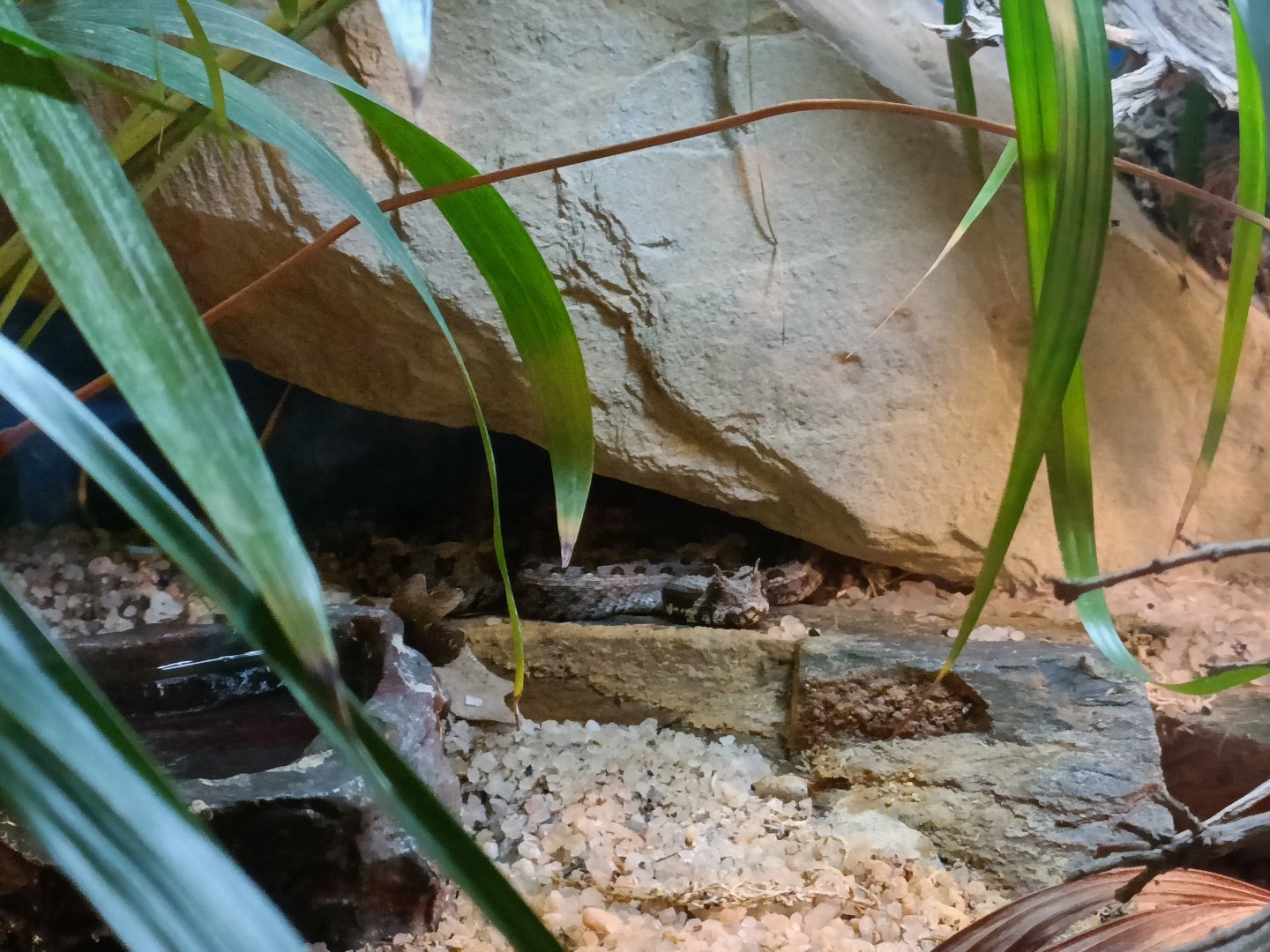 Kenya horned viper (Bitis worthingtoni)