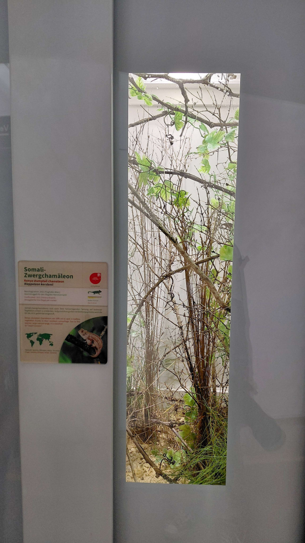 Kenya pygmy chameleon exhibit