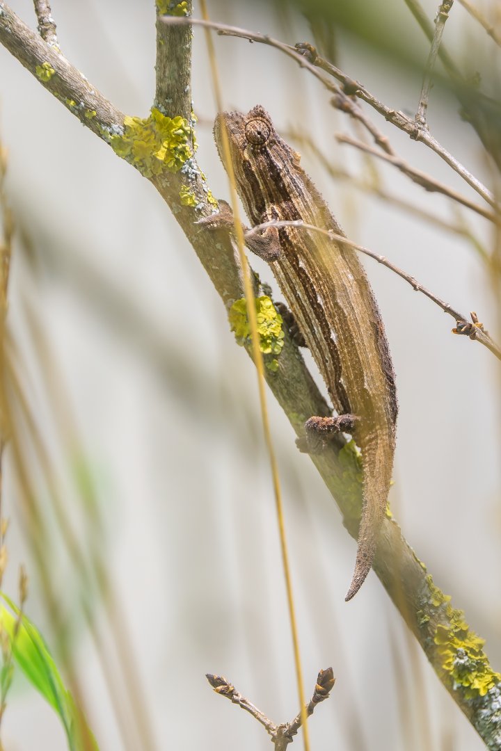 Kenya stumptail chameleon (Rieppeleon kerstenii) - only in Vienna!