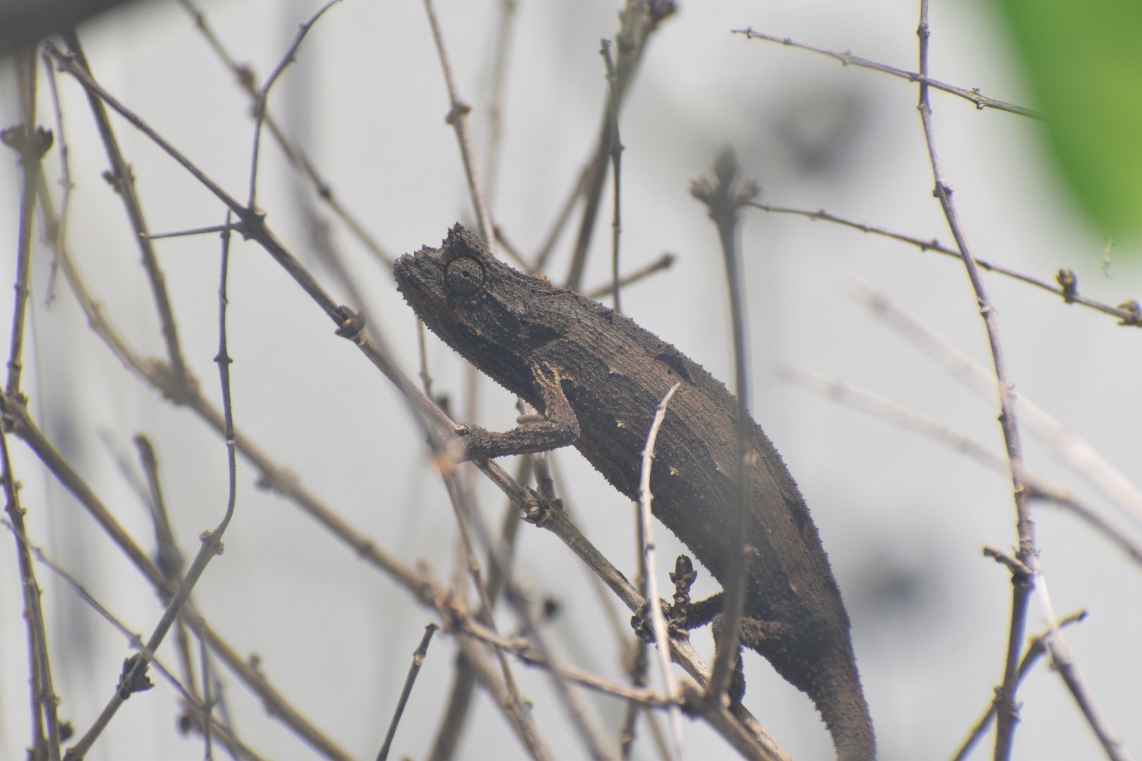 Kenya stumptail chameleon