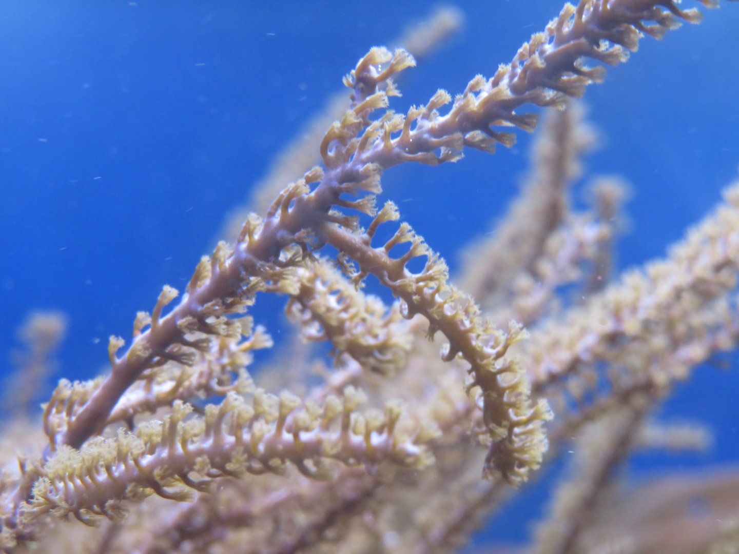 Kenya tree coral