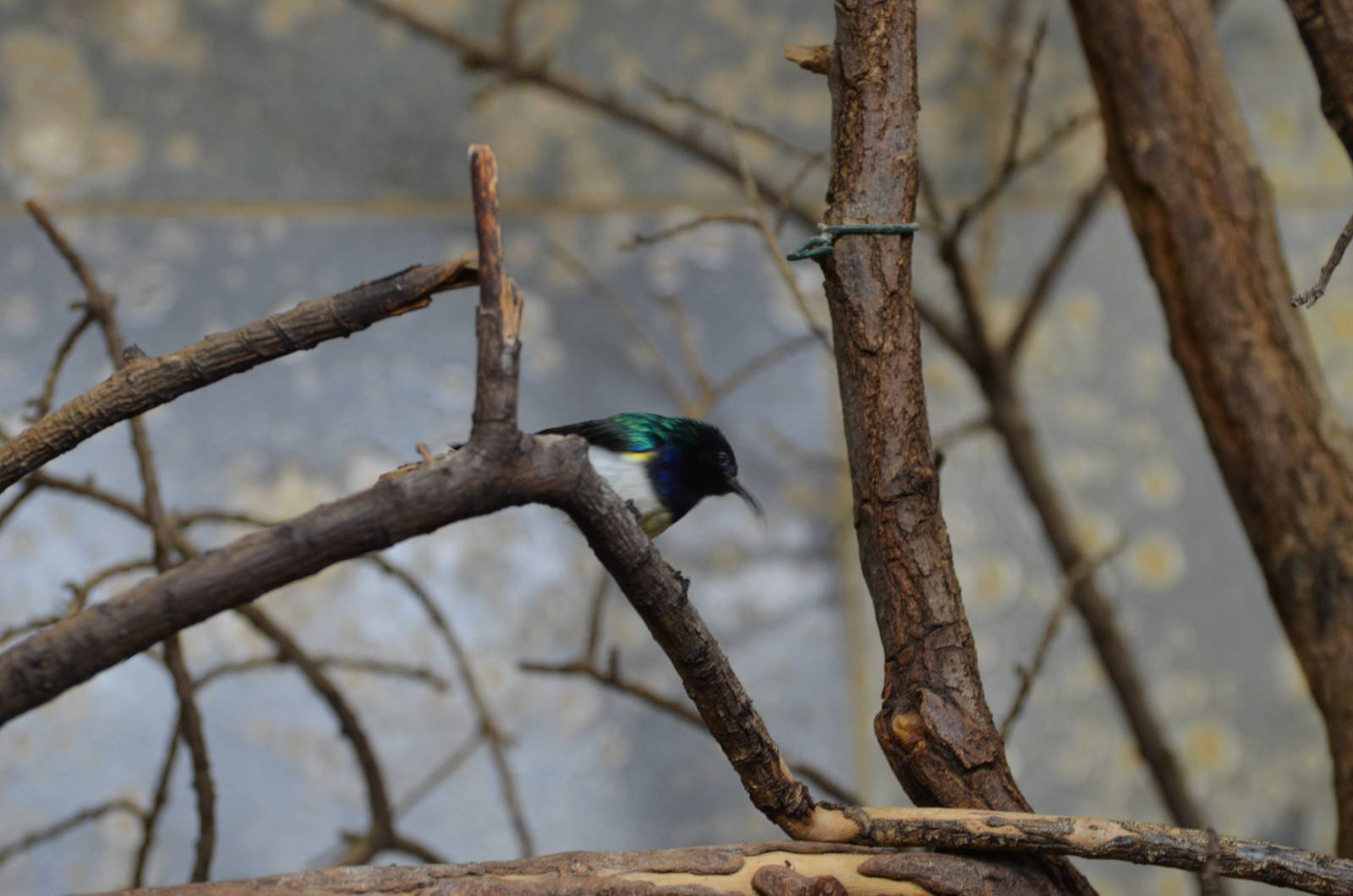 Kenya variable sunbird