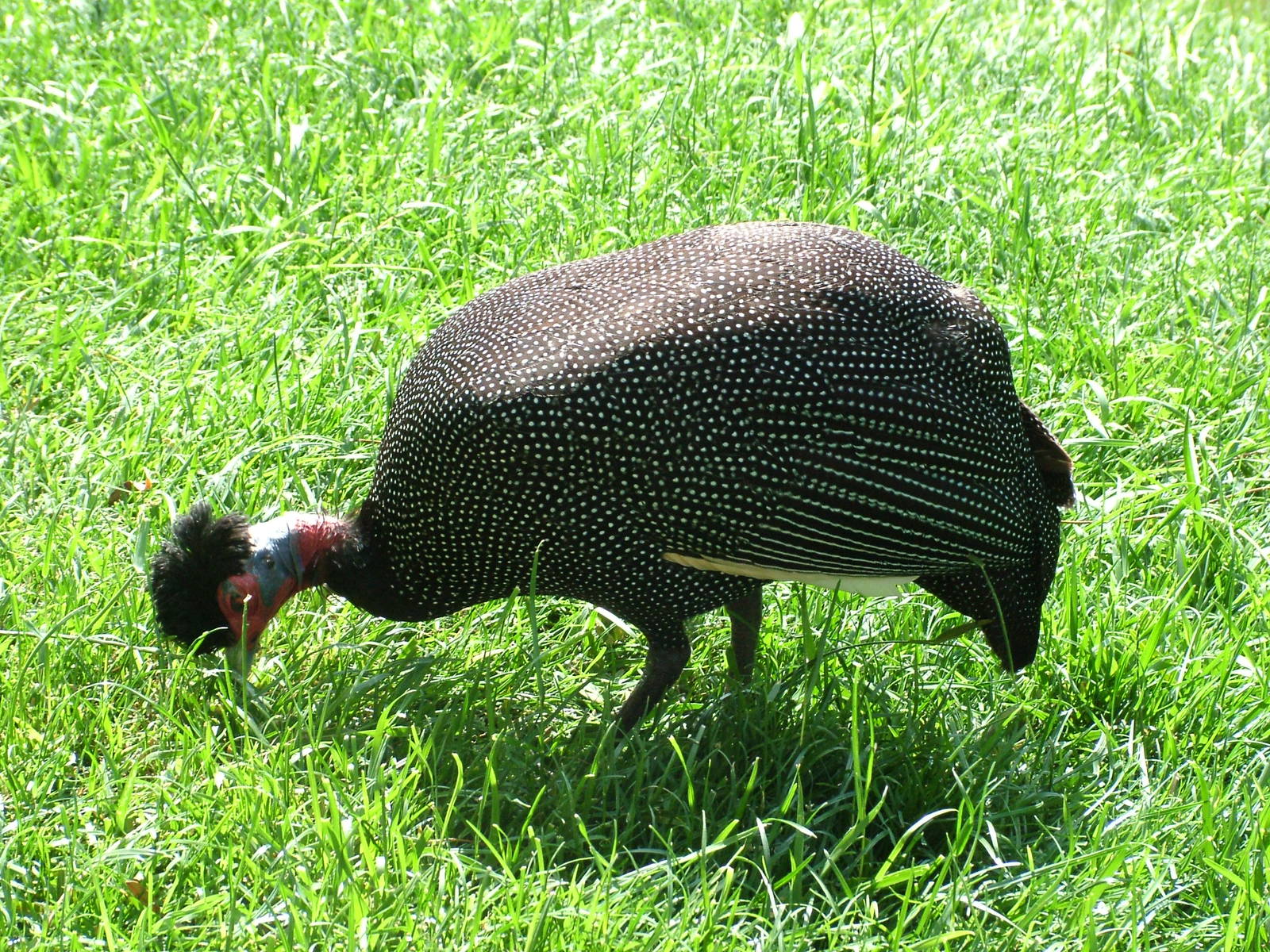 Kenyan Crested Guineafowl at Bioparc Valencia, 28/05/11