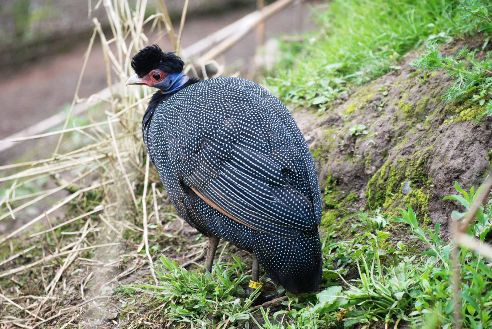 Kenyan Crested Guineafowl at Chester, 15/07/12
