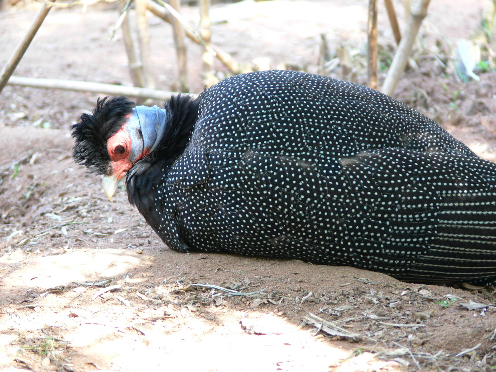 Kenyan Crested Guineafowl at Chester Zoo, 06/07/13