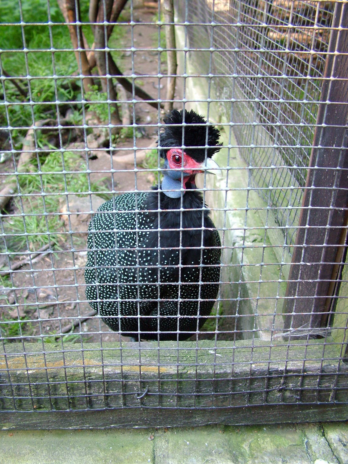 Kenyan Crested Guineafowl at Heppenheim, 05/09/10