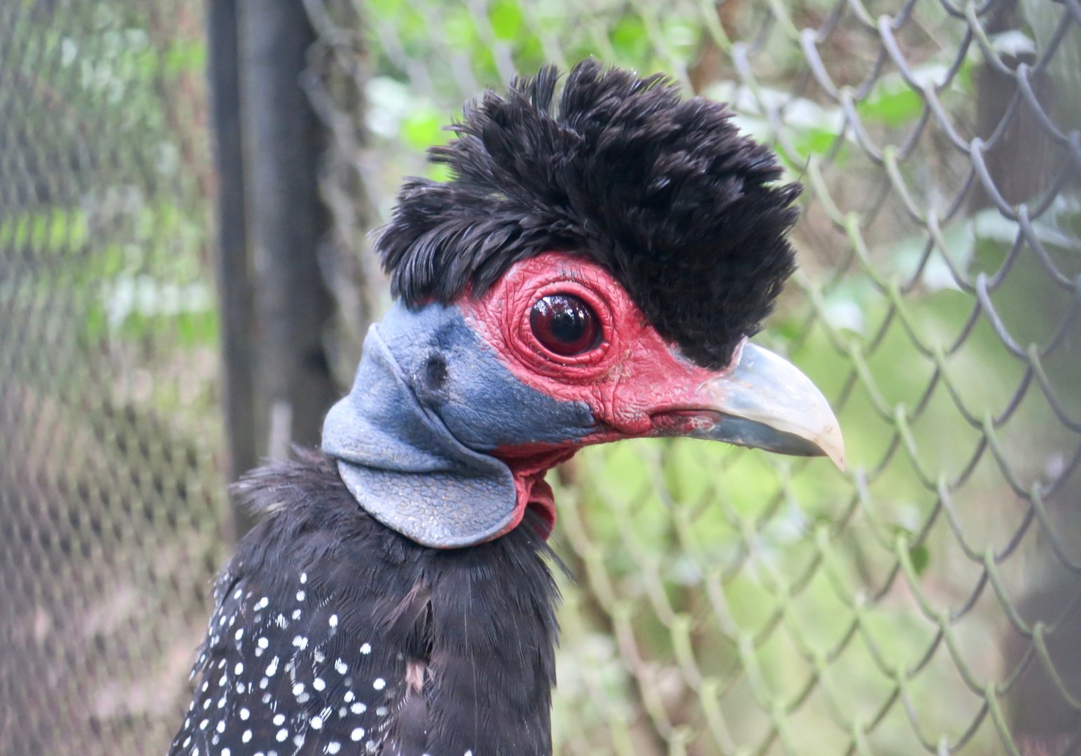 Kenyan Crested Guineafowl (Guttera pucherani)
