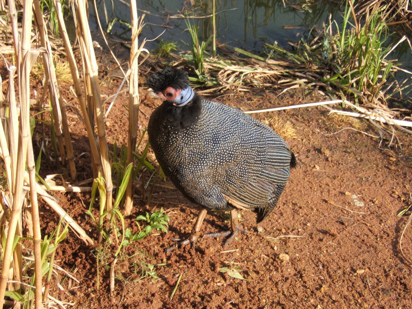 Kenyan Crested Guineafowl
