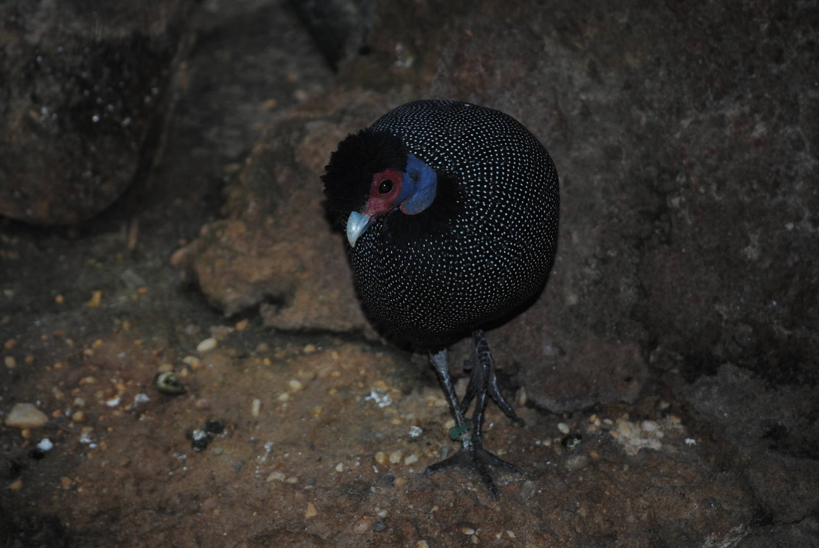 Kenyan Crested Guineafowl