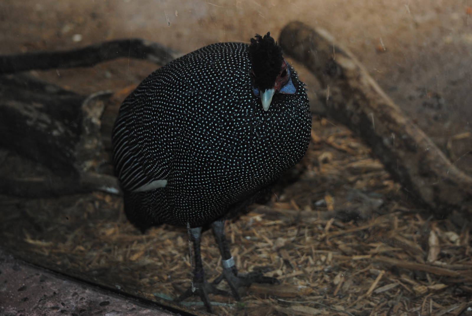 Kenyan Crested Guineafowl