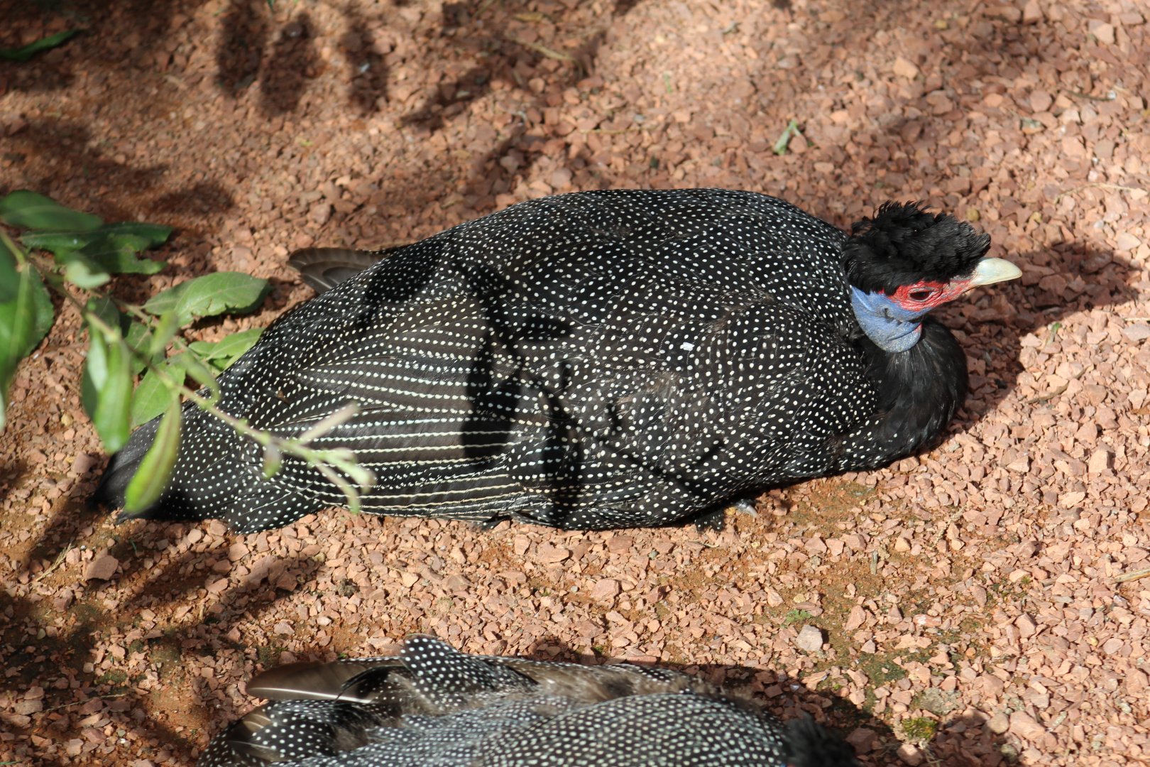 Kenyan Crested Guineafowl