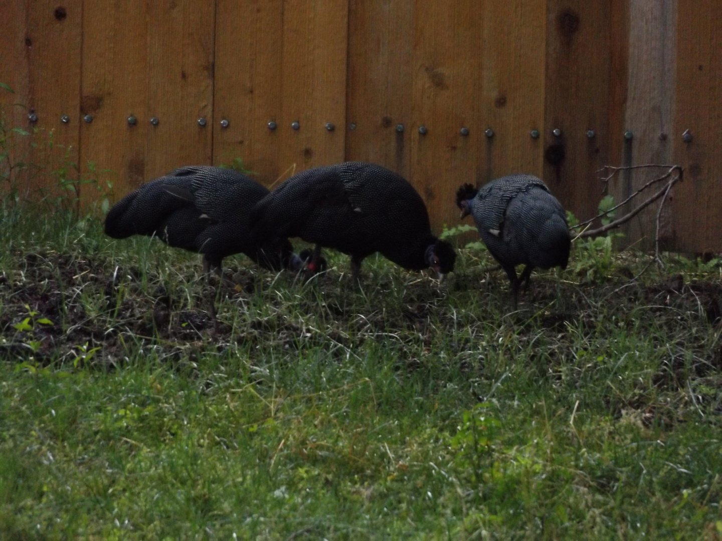 Kenyan Crested Guineafowl