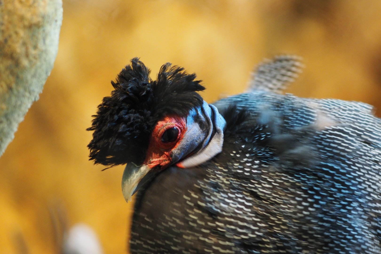 Kenyan crested guineafowl