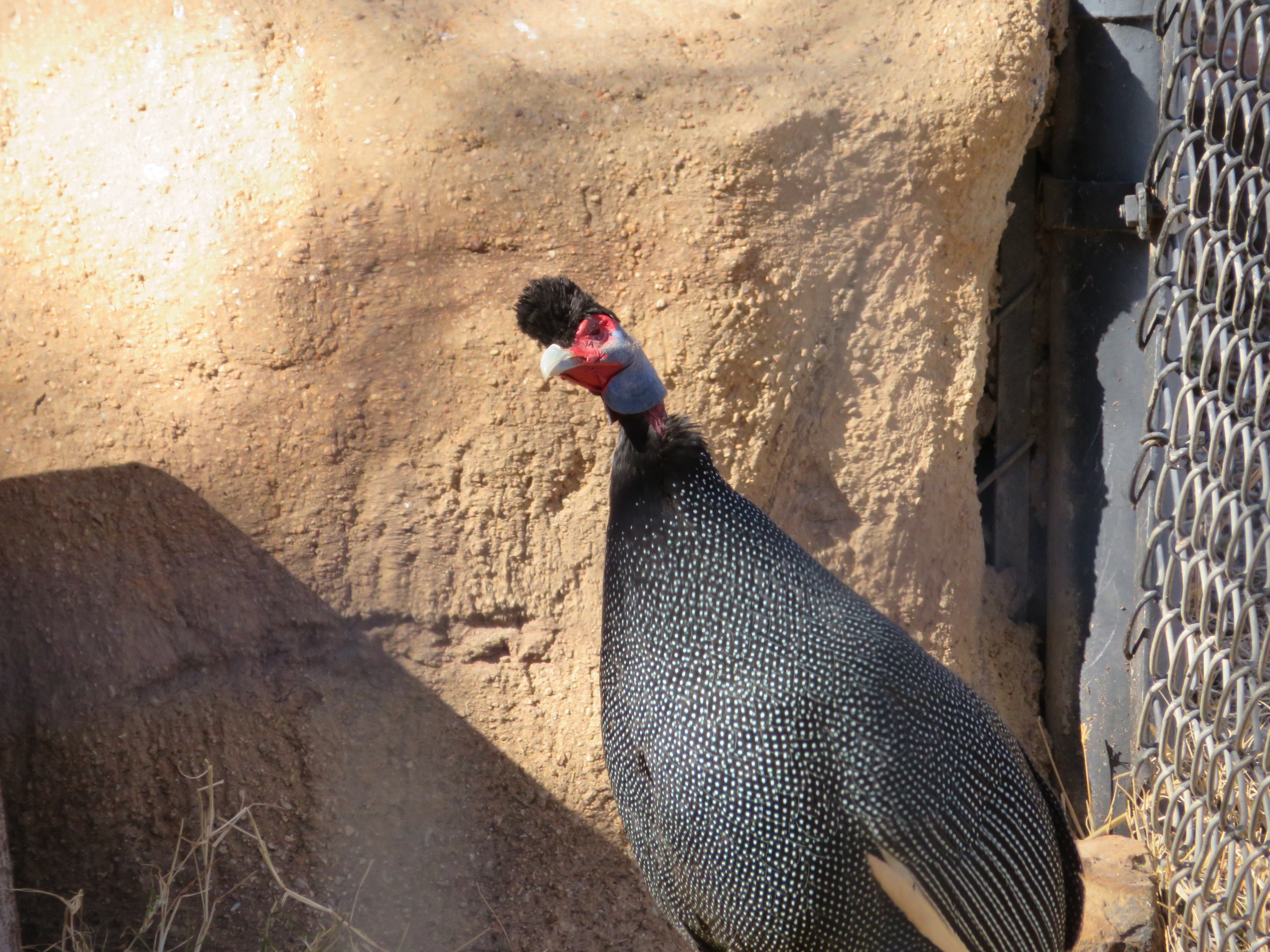 Kenyan Crested Guineafowl