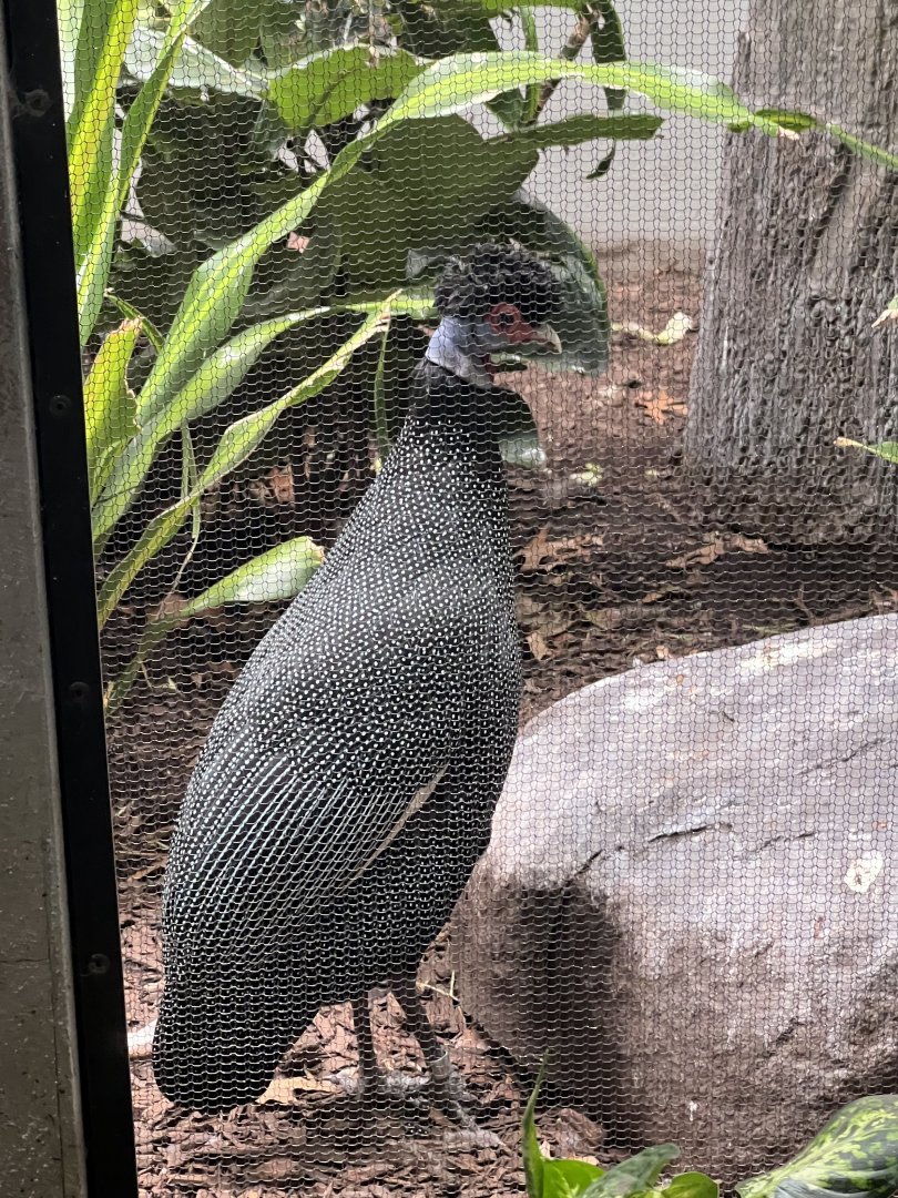 Kenyan Crested Guineafowl