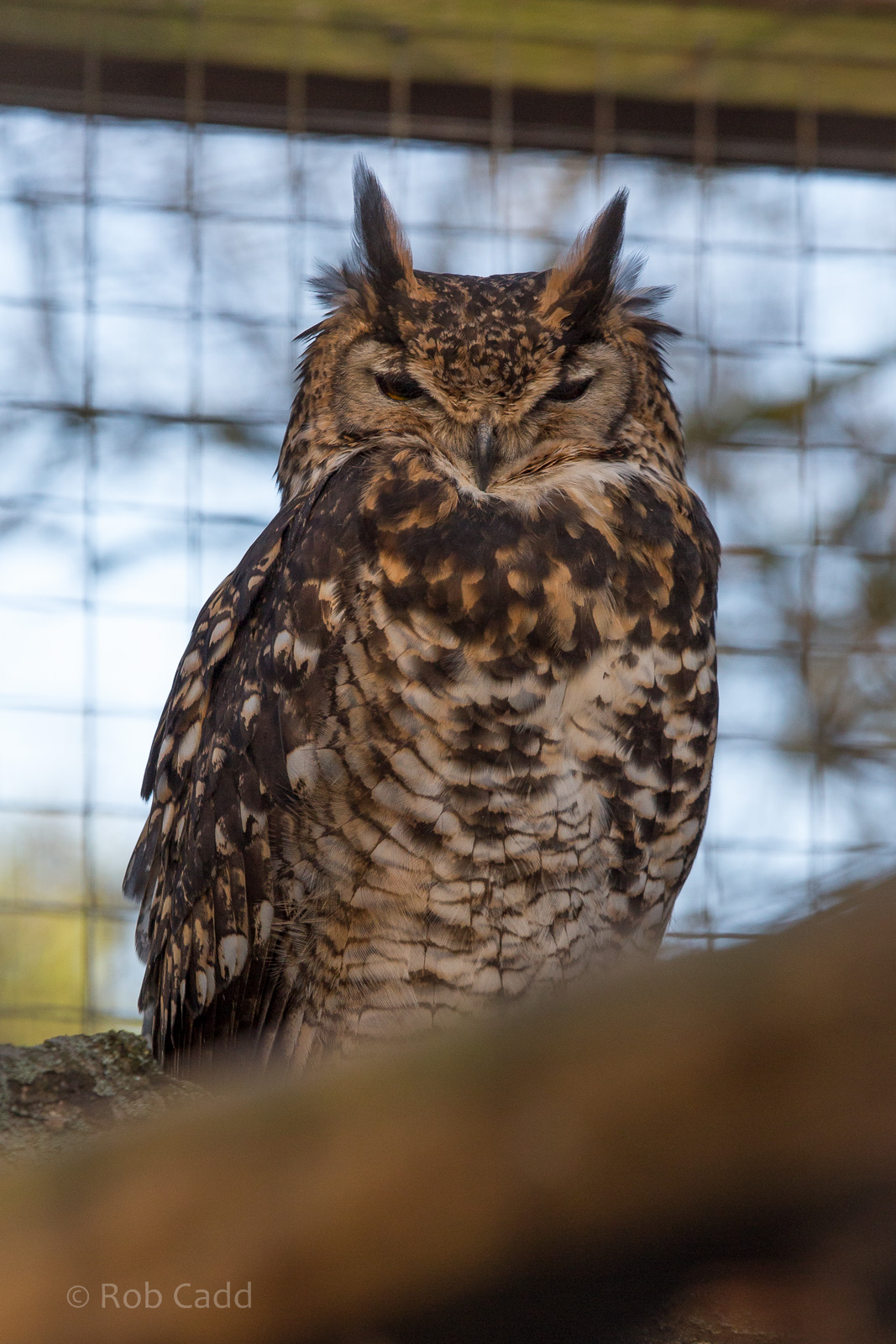 Kenyan eagle owl : Africa Alive! : 02 Jan 2015
