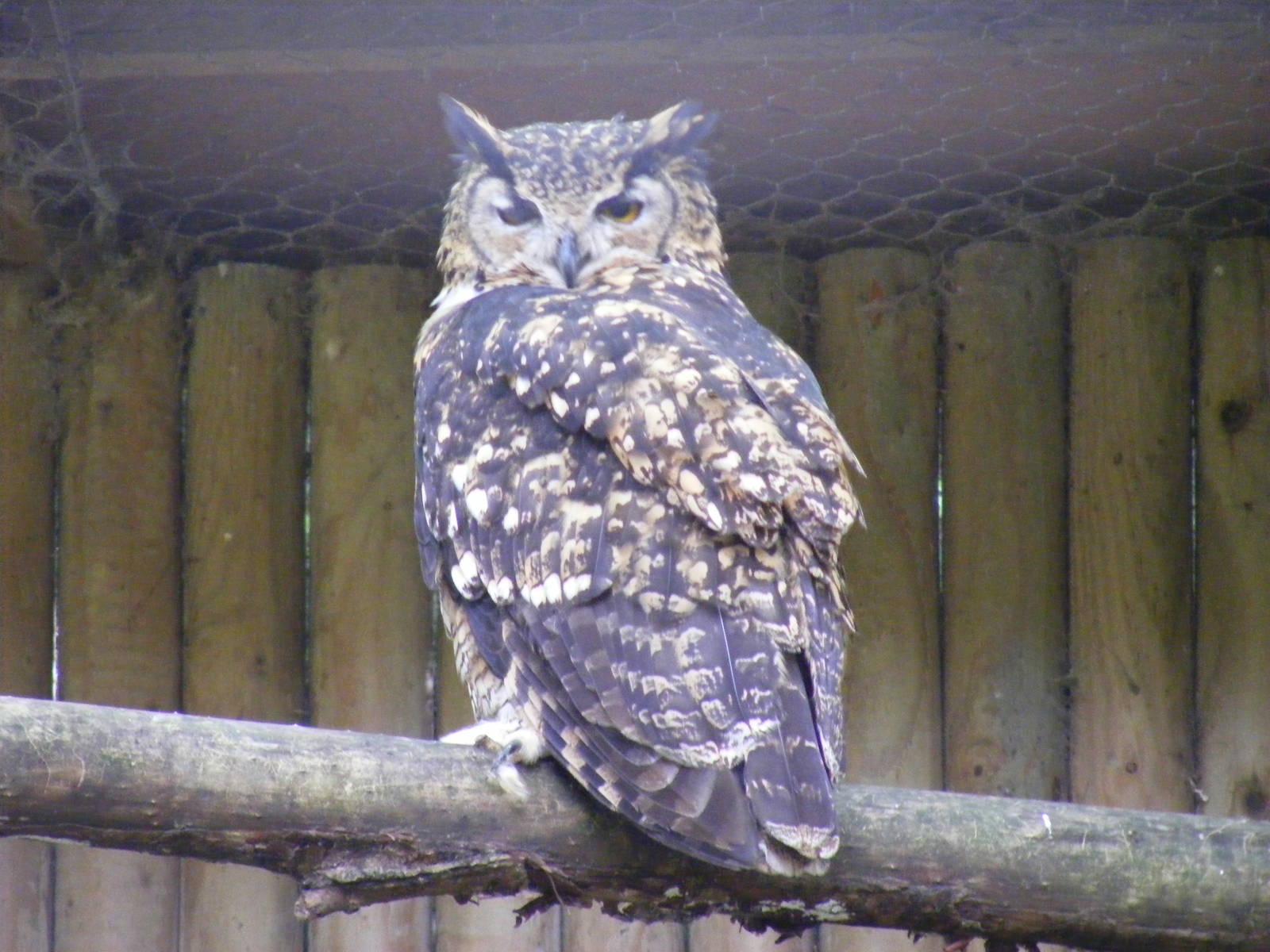 Kenyan eagle owl at Africa Alive!, 13 September 2010