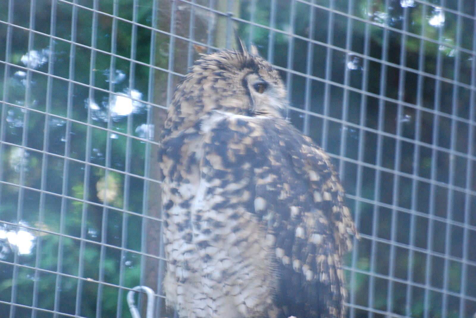 Kenyan eagle owl at Africa Alive!