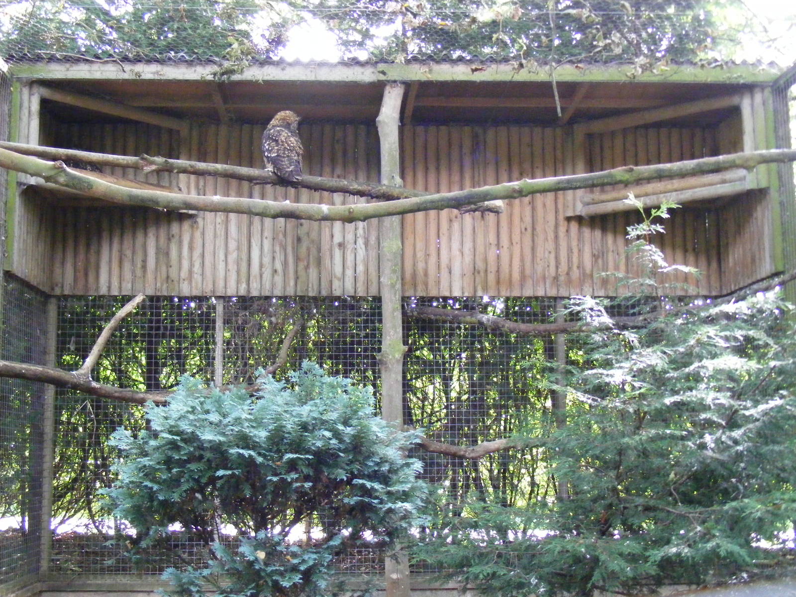 Kenyan eagle owl enclosure at Africa Alive!, 13 September 2010